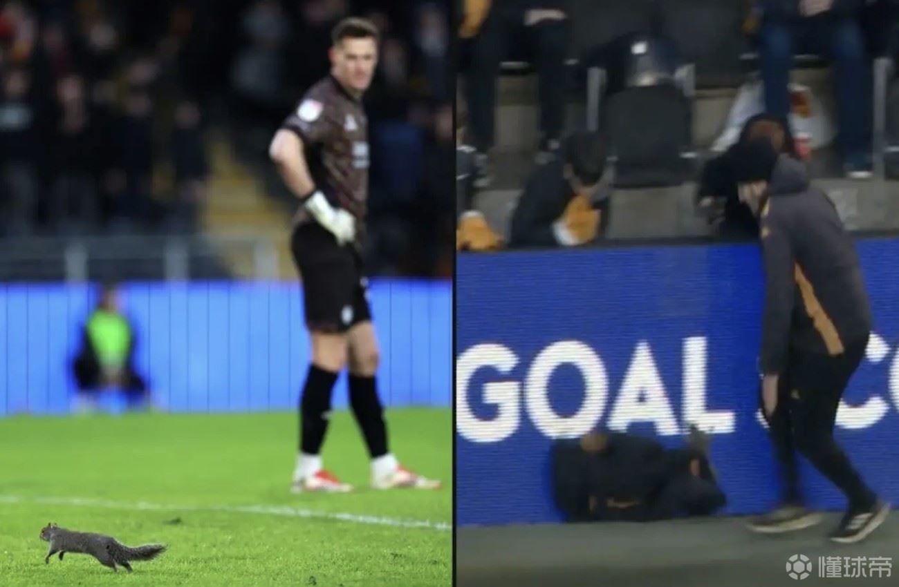被选为最佳球员，赫尔城vs布里斯托尔的比赛被闯入的松鼠打断